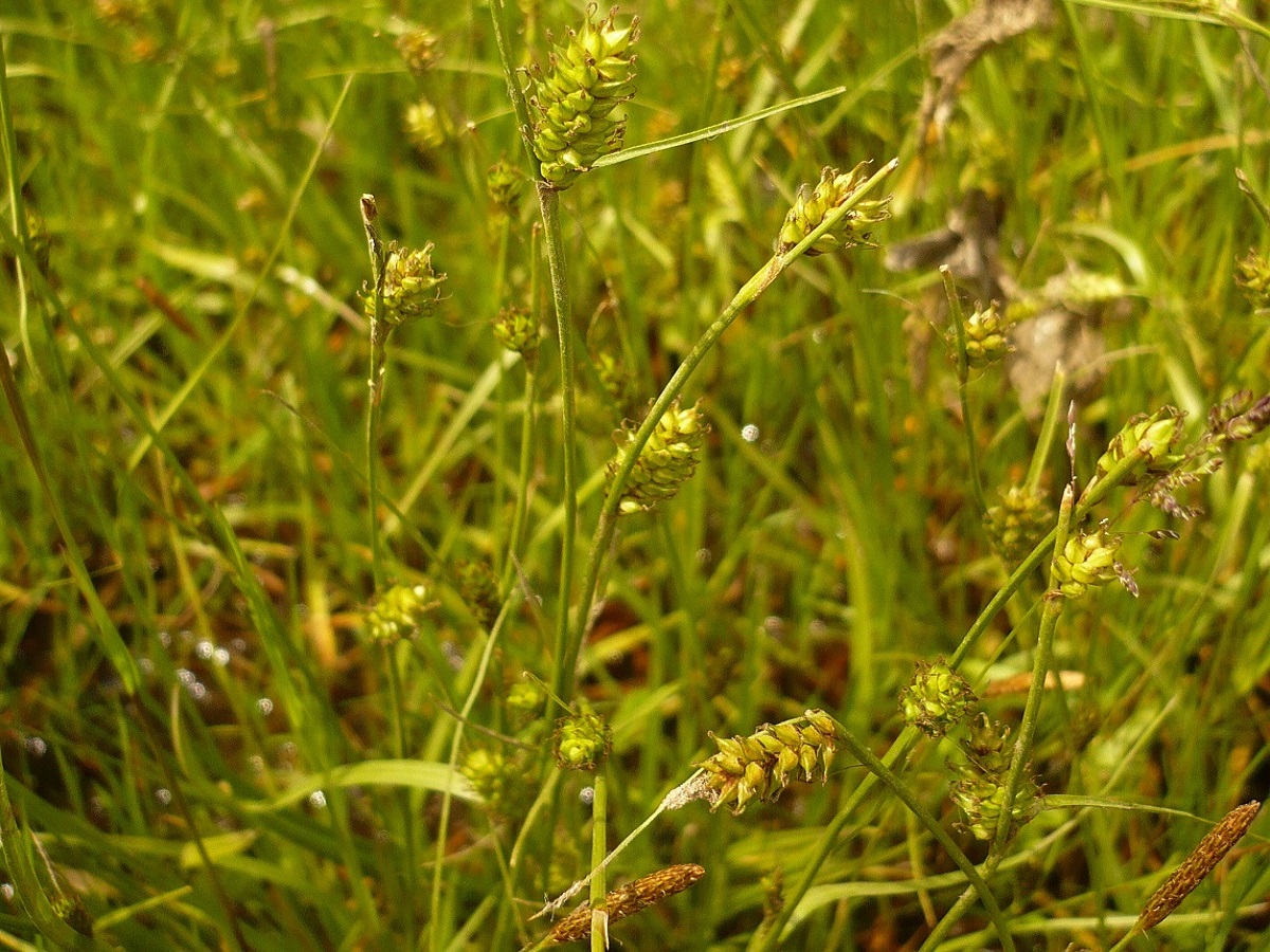 Carex distans (Cyperaceae)
